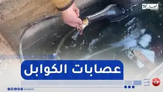 سرقة كوابل الإنترنت بسوق اهراس😡😡 ظاهرة سلبية تنجم عنها خسائر مادية كبيرة