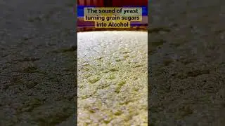 #bourbon #whiskey #fermentation #fermenting #yeastmaking #yeast #distillery #distilling #grain #corn