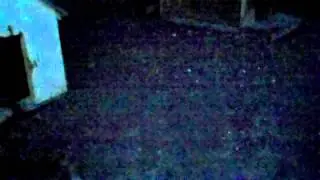 Penny, Pebbles and Violet at night