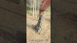 Stubborn Tree Stump Remover