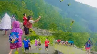 Rice planting in nepal || 2082 सालको पहिलो असारे धान रोपाइँ TRIPLE I ENTERTAINMENT