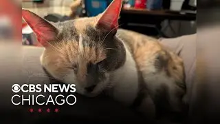 Suburban family reunited with missing cats following car crash in Indiana