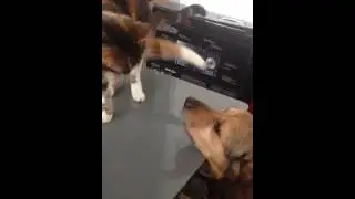 tigrette et ses pains legendaire