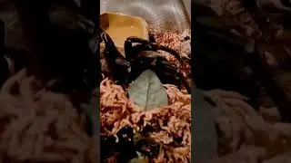 Spider Exhibit Teaser Trailer #spider #floridamuseums #floridamuseum #insect #floridaadventure