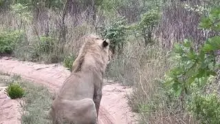 LION 0NE A