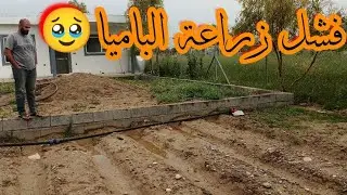 مشاكل زراعة بذور الباميا و ايجاد الحل