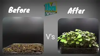 Thanks for 10M views || Growing Purple Basil Microgreens || Time Lapse ||