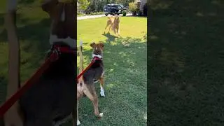 We took this abandoned shelter dog out for the best day ever! #dog