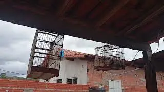 Trinca ferro de 11 meses contra um de 5 anos . Raydem e Scorpions 
