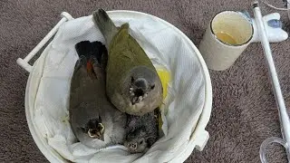 Hand Feeding Baby Birds (Owl Finch/Gouldian Finch/Diamond  Firetail Finch) 20250402