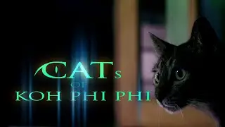 Cats of Koh Phi Phi