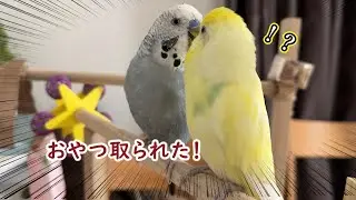 おやつを取られた時のインコの反応が意外過ぎた【仲良しコンビ】