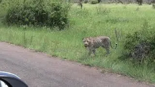 Beautiful Leopard Crossing Road