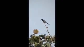 Majestic Black-Billed Bird Flight||Black-Billed Bird Nature Video