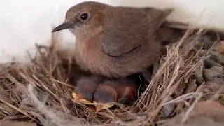 Brown rock chat Bird Is Warming His Babies Under The Warm Feathers
