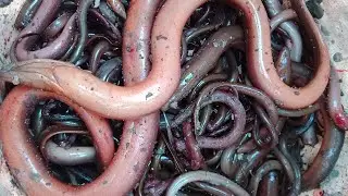 Dig Mud to Find Eels on Dry Season