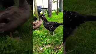 Look at that tail wiggle