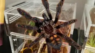 Venezuelan Suntiger Enclosure Setup & Rehousing (Psalmopoeus irminia). #tarantulacare