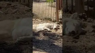 Wolf families chill together, and so do we. #wolflife #wolves #wolfdogs