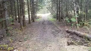 Morning Walk in Canadian forest