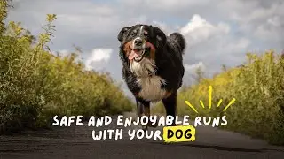 Best Tips For Running With Your Dog Safely!