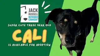 Adopt Cali - Jack Russell Network Canada