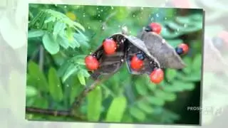 Abrus - garden plants