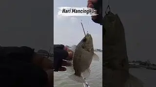 HARI KEBERUNTUNGAN #fishing #mancing