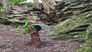 Creating a Fern Grove in the Quarry Garden