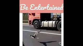 man racing a duck on the highway #shorts #subscribe #jdm #drift