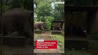 Elephant Omkar enters Maharashtra after 2 weeks in Goa