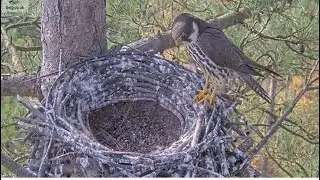 Dad Hobby Returns Three Times To Nest & Brings Prey! Sadly He Departs His Empty Nest! 💔💔 2025 Aug 16