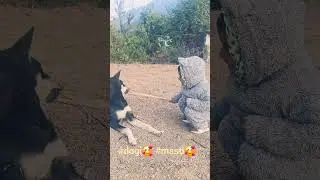 #ドギ #マスティ #🥰ドギ