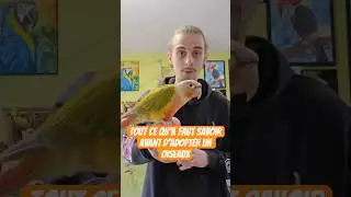 Adopter un oiseau, c&rsquo;est bien plus qu&rsquo;avoir un animal de compagnie&hellip;🦜✨