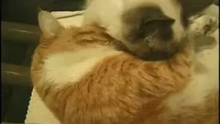 One-eyed Cat Nestling Siamese