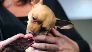 PetzLife - Oral Care Quick Tips from the Vet - Sharon J. Eisen, DVM