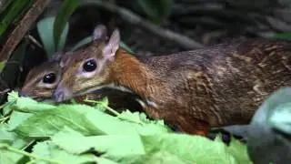 Mousedeer couple eating together