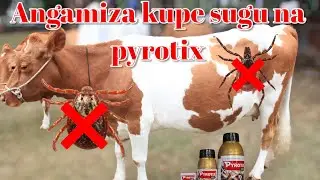 The Best Tick control for your livestock Pyrotix.