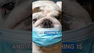 Does Your Dog Have a Dry, Hacking Cough? Here&rsquo;s What You Need to Know - Kennel Cough 101 #Shorts