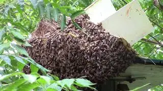 bee roundup 1