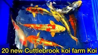 New Cuttlebrook koi farm koi fish