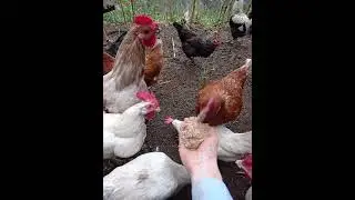 Elimizle besledigimiz tavuklarimiz #shortvideo #ataks #chicken #ligorin #hayvanlaralemi #lohman