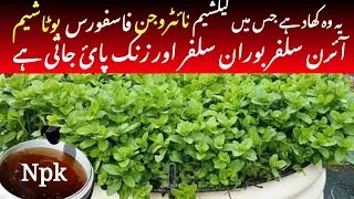 how to grow mint plant ll mint plant care, fertilizer growing idea ll how to grow pudina