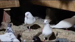 Virat Pigeon Club is live with Pigeon knowledge 👌 🙌