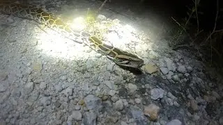 Pythons and Peacock Bass - Python Hunting in the Florida Everglades - Ep.  5