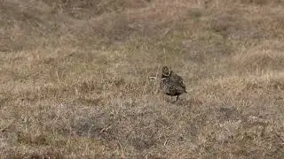Pluvier dor&eacute; (Pluvialis apricaria) European Golden Plover