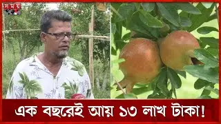 দিনাজপুরে আনার চাষে নাদিমের বাজিমাত | Dinajpur News | Pomegranate Cultivation | Somoy TV