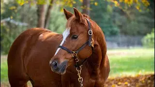Horse Sale Video - Joses Real Attitude APHA Mare - Breanna Wade Horsemanship