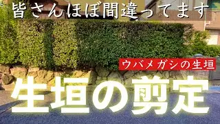 生垣剪定やり方【全員間違い】本当の切り方説明いたしますウバメガシ生垣剪定