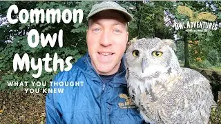 Common Owl Myths Uncovered | Three common misunderstood facts about owls